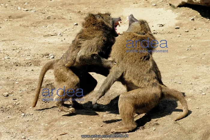 : Baboons fighting : Baboons fighting