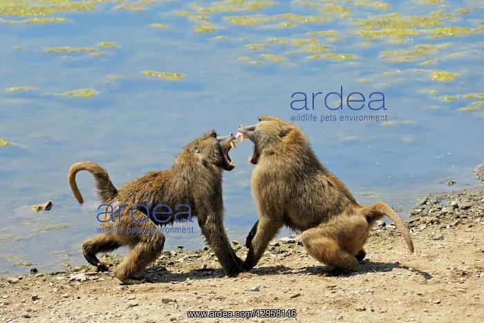 : Baboons - fighting : Baboons - fighting