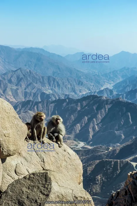 : Baboons (Papio) on mountain cliff, Abha, Saudi Arabia : Baboons (Papio) on mountain cliff, Abha, Saudi Arabia