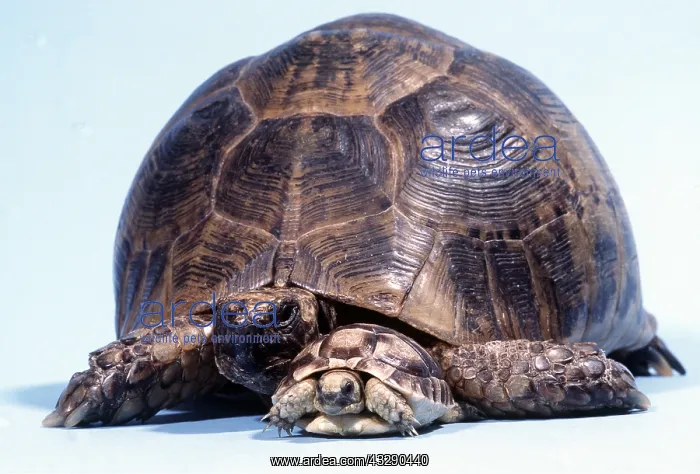 : BABY & ADULT TORTOISE : BABY & ADULT TORTOISE