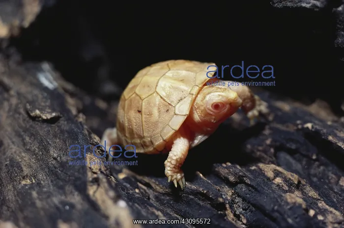 : Baby Albino Box Turtle : Baby Albino Box Turtle