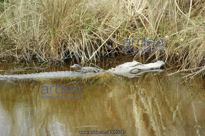 : Baby alligator : Baby alligator