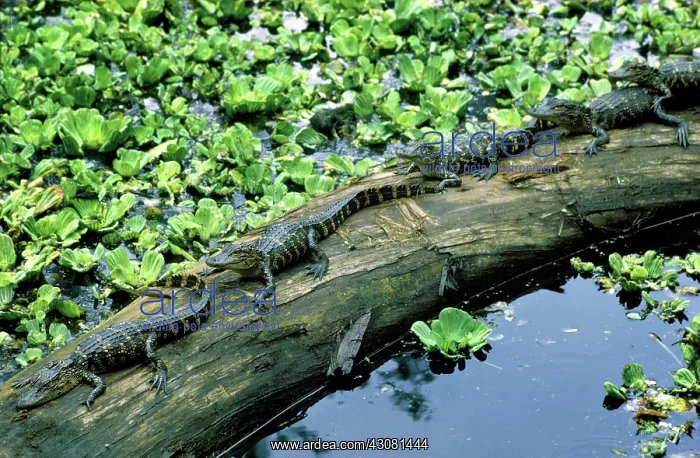 : Baby Alligators : Baby Alligators