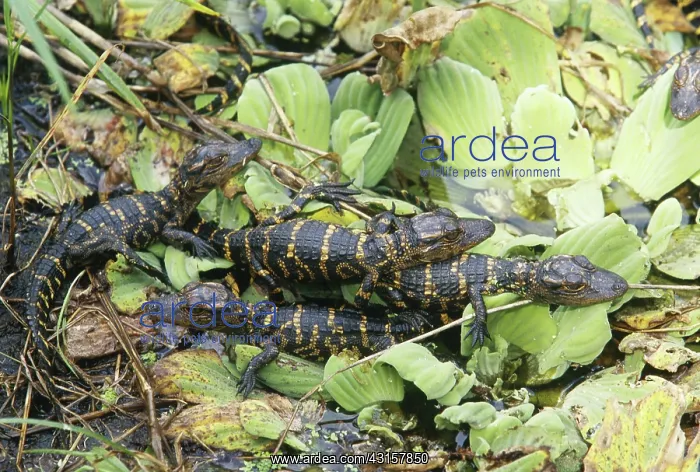  : Baby American Alligators on Water Lettuce