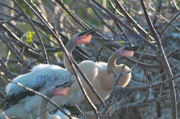 : Baby Anhinga : Baby Anhinga