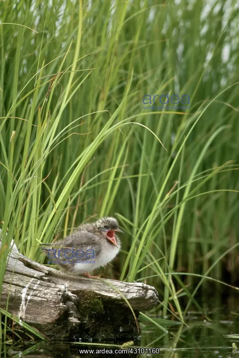 : Baby Arctic Tern (Sterna paradisaea) : Baby Arctic Tern (Sterna paradisaea)