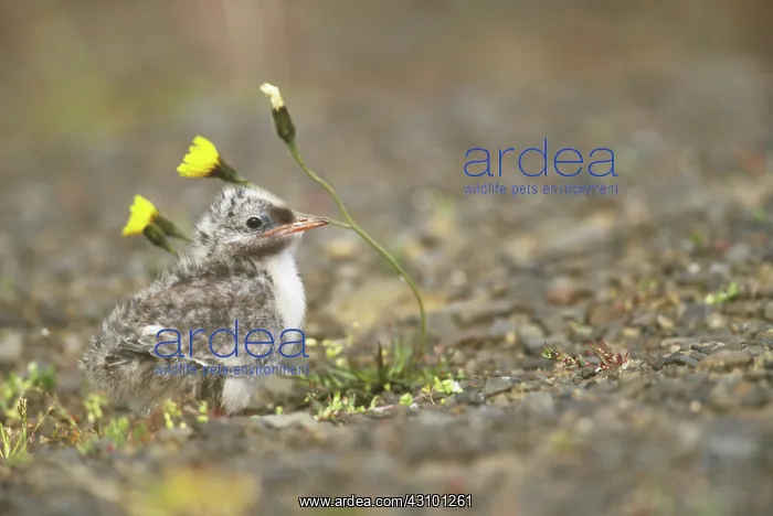 : Baby Arctic Tern (Sterna paradisaea) : Baby Arctic Tern (Sterna paradisaea)