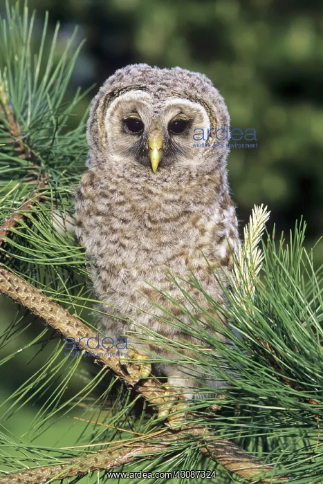 : Baby Barred Owl : Baby Barred Owl