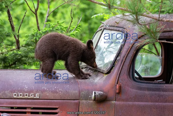 : Baby black bear (Ursus americanus) on a old car : Baby black bear (Ursus americanus) on a old car