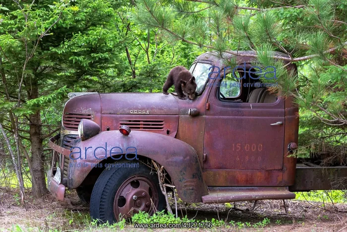 : Baby black bear (Ursus americanus) on a old car : Baby black bear (Ursus americanus) on a old car