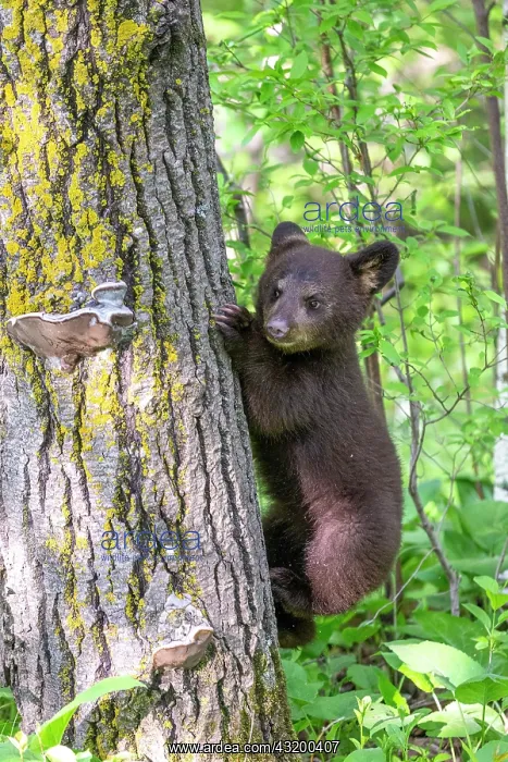 : Baby black bear (Ursus americanus) on a trunk, Minnesota : Baby black bear (Ursus americanus) on a trunk, Minnesota