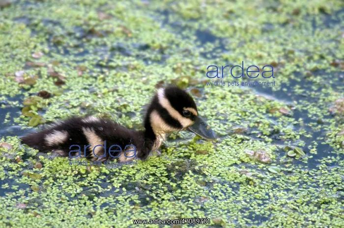 : Baby Black-Bellied Whistling-Duck : Baby Black-Bellied Whistling-Duck