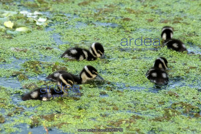 : Baby Black-Bellied Whistling-Ducks : Baby Black-Bellied Whistling-Ducks