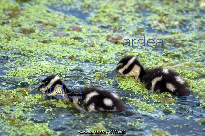 : Baby Black-Bellied Whistling-Ducks : Baby Black-Bellied Whistling-Ducks