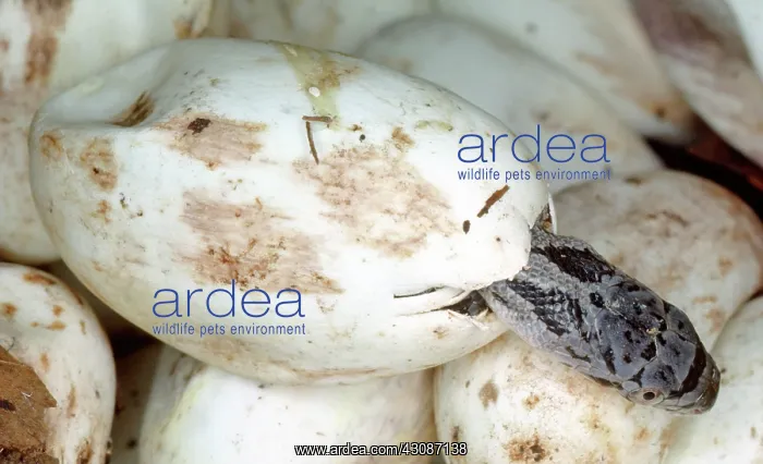 : Baby Black Rat Snake : Baby Black Rat Snake