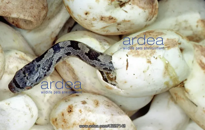 : Baby Black Rat Snake : Baby Black Rat Snake