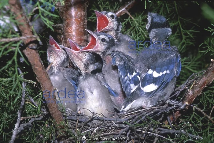 : Baby Blue Jays in nest : Baby Blue Jays in nest