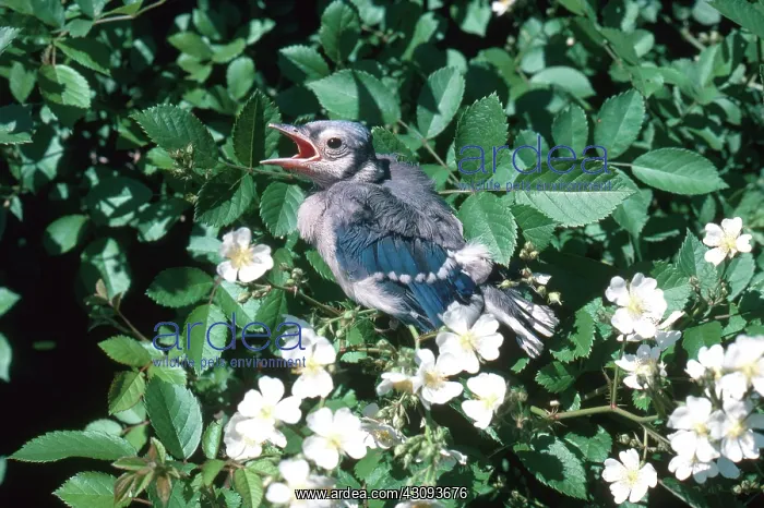 : Baby Bluejay : Baby Bluejay