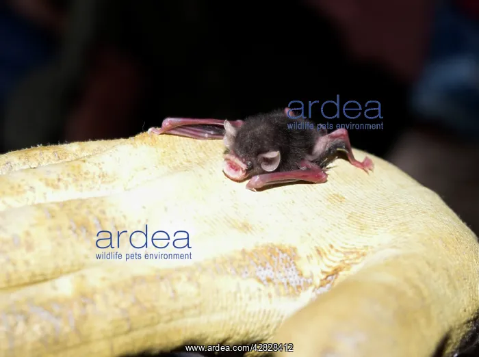 : Baby Bumblebee Bat / Kiiti's Hog Nosed bat - on gloved hand : Baby Bumblebee Bat / Kiiti's Hog Nosed bat - on gloved hand