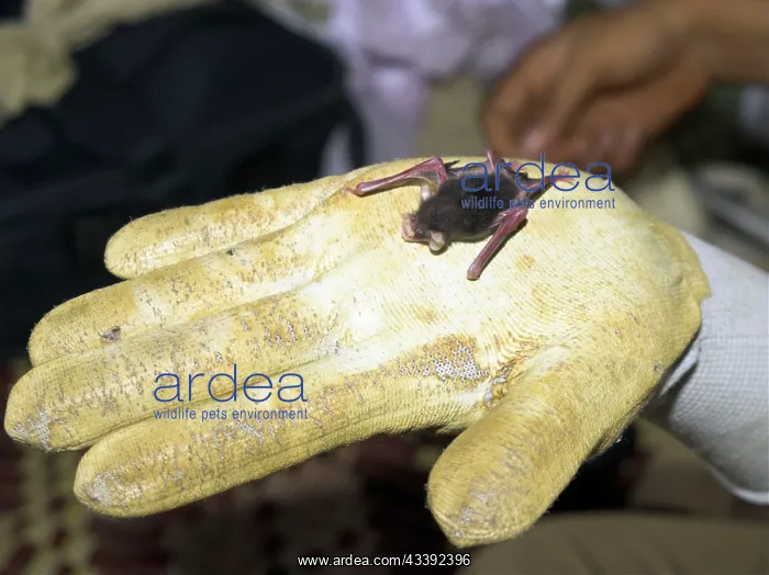 : Baby Bumblebee Bat / Kiiti's Hog Nosed bat - on gloved hand : Baby Bumblebee Bat / Kiiti's Hog Nosed bat - on gloved hand