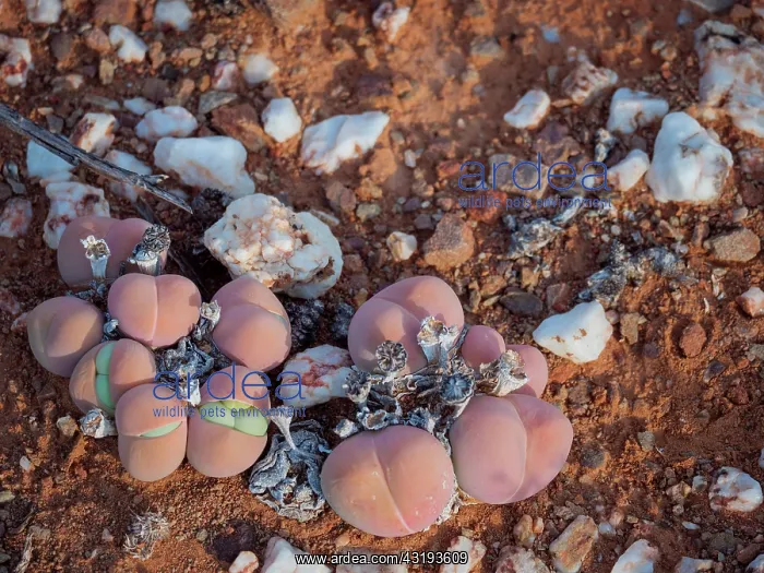 : Baby bums or bababoutjies (Gibbaeum heathii). Karoo : Baby bums or bababoutjies (Gibbaeum heathii). Karoo