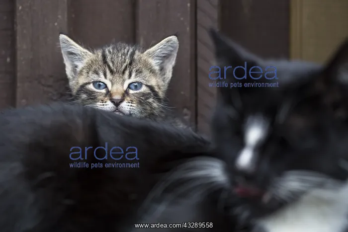: Baby cat resting in front of a house behind the : Baby cat resting in front of a house behind the