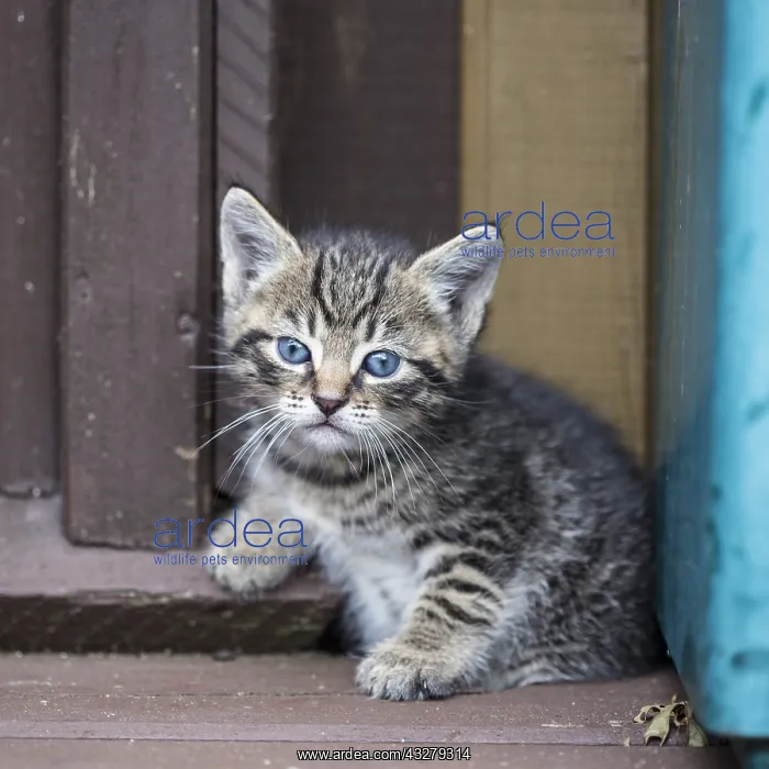  : Baby cat resting in front of a house, Lithuania