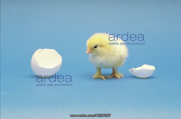 : Baby chick : Baby chick