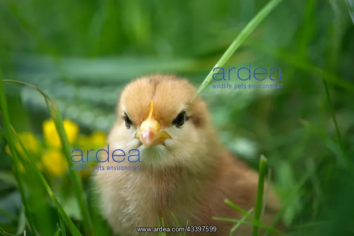 : A baby chick viewed at ground level in greenery : A baby chick viewed at ground level in greenery