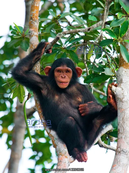 : Baby chimpanzee (Pan troglodytes) on mangrove br : Baby chimpanzee (Pan troglodytes) on mangrove br