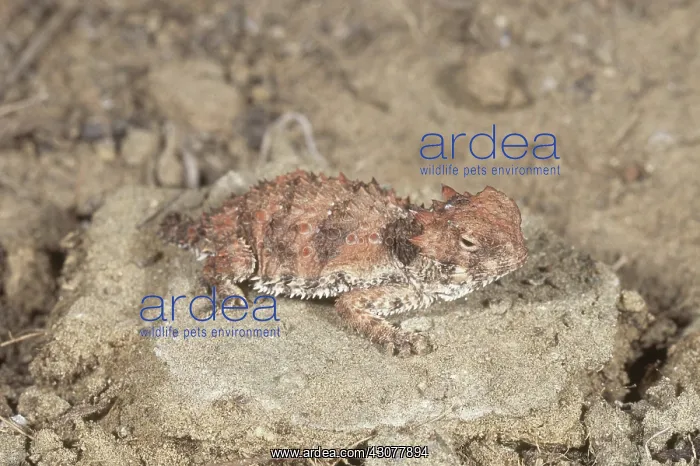 : Baby Coastal Horned Lizard : Baby Coastal Horned Lizard