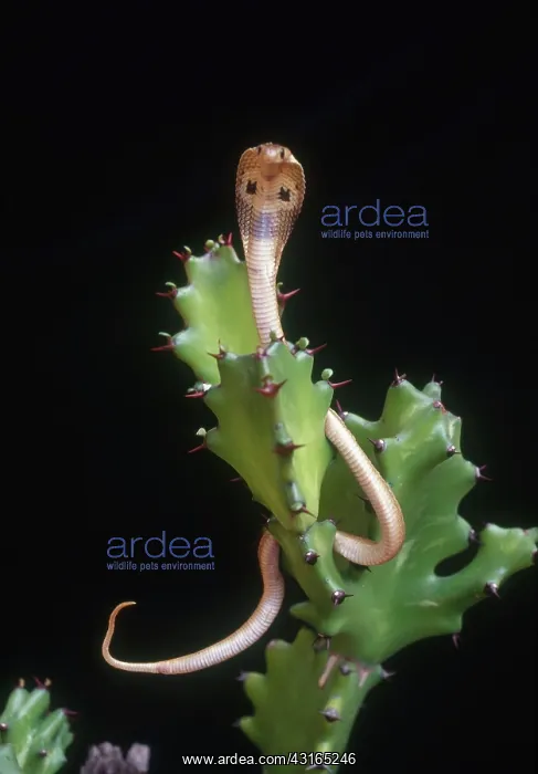 : Baby Cobra : Baby Cobra