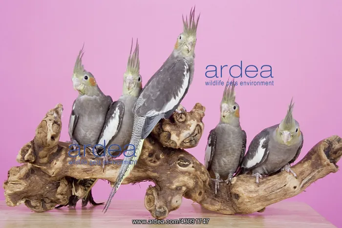 : Baby Cockatiels : Baby Cockatiels