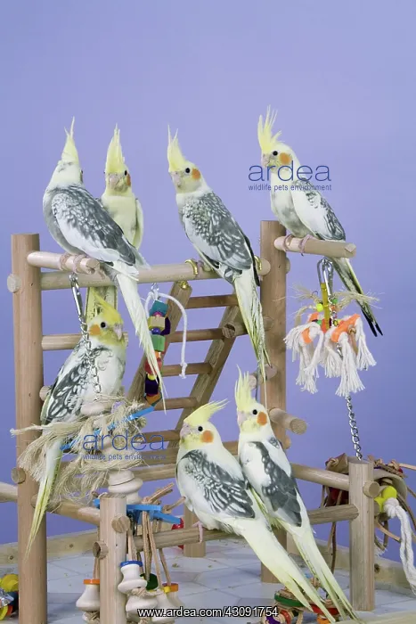 : Baby Cockatiels : Baby Cockatiels