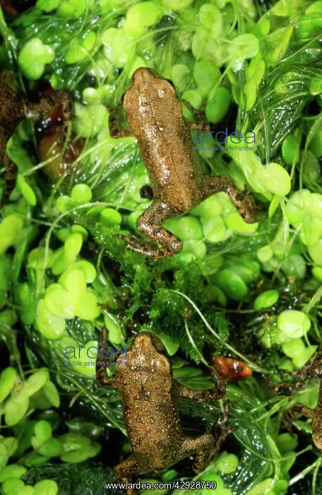 : Baby Common FROG : Baby Common FROG