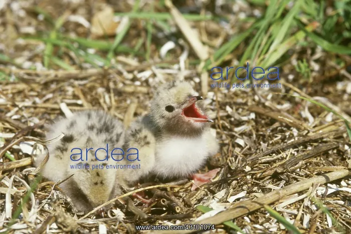 : Baby Common Terns (Sterna hirundo) : Baby Common Terns (Sterna hirundo)