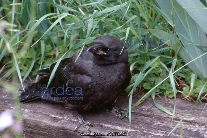 : Baby Crow. Baby crow (Corvus brachyrhynchos) : Baby Crow. Baby crow (Corvus brachyrhynchos)