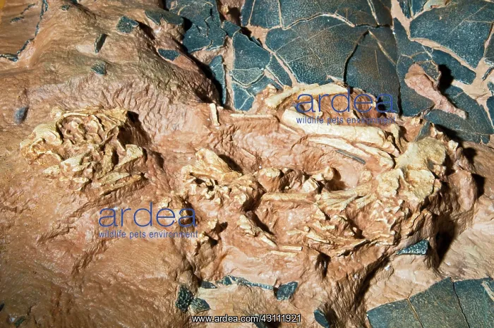 : Baby Dinosaur Fossil in Nest : Baby Dinosaur Fossil in Nest