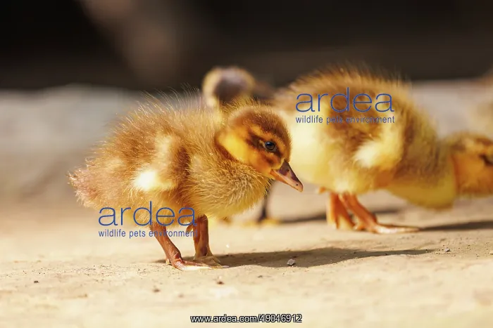: Baby Duck. Inde, Assam, Parc national de Manas : Baby Duck. Inde, Assam, Parc national de Manas