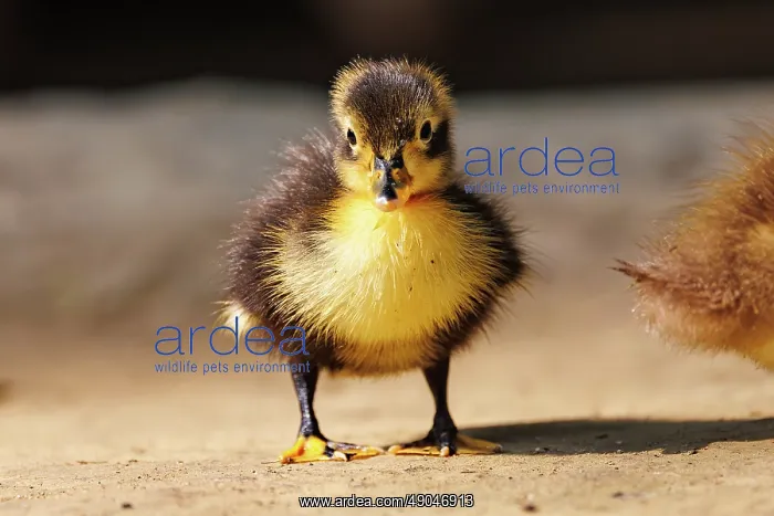 : Baby Duck. Inde, Assam, Parc national de Manas : Baby Duck. Inde, Assam, Parc national de Manas