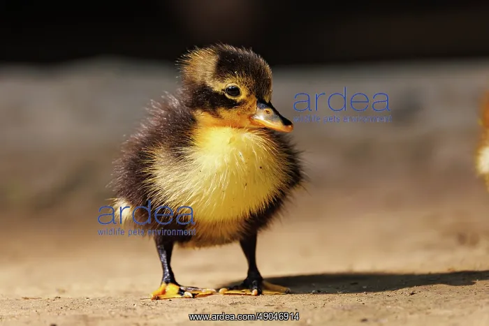 : Baby Duck. Inde, Assam, Parc national de Manas : Baby Duck. Inde, Assam, Parc national de Manas