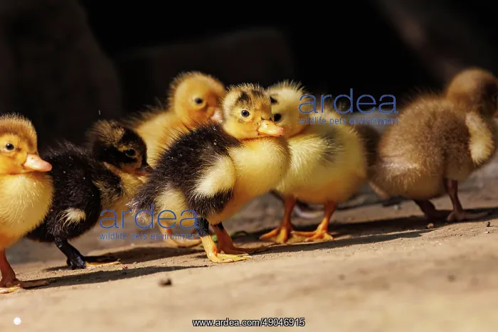 : Baby Duck. Inde, Assam, Parc national de Manas : Baby Duck. Inde, Assam, Parc national de Manas