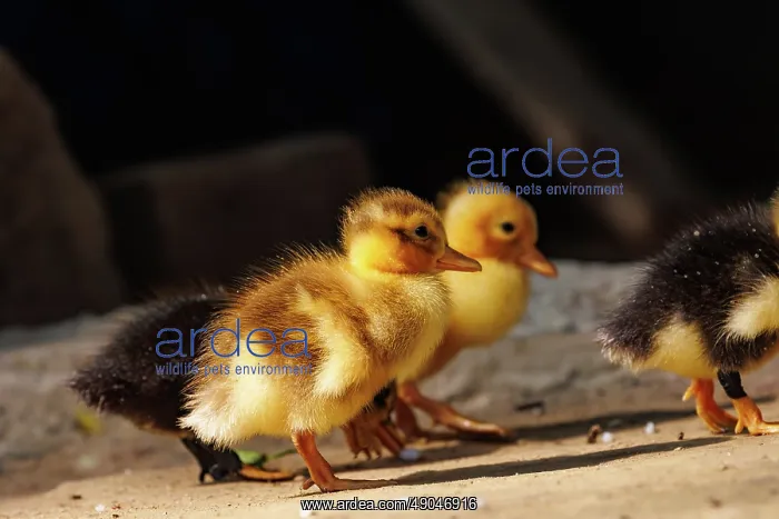 : Baby Duck. Inde, Assam, Parc national de Manas : Baby Duck. Inde, Assam, Parc national de Manas