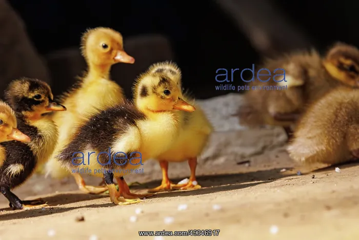 : Baby Duck. Inde, Assam, Parc national de Manas : Baby Duck. Inde, Assam, Parc national de Manas