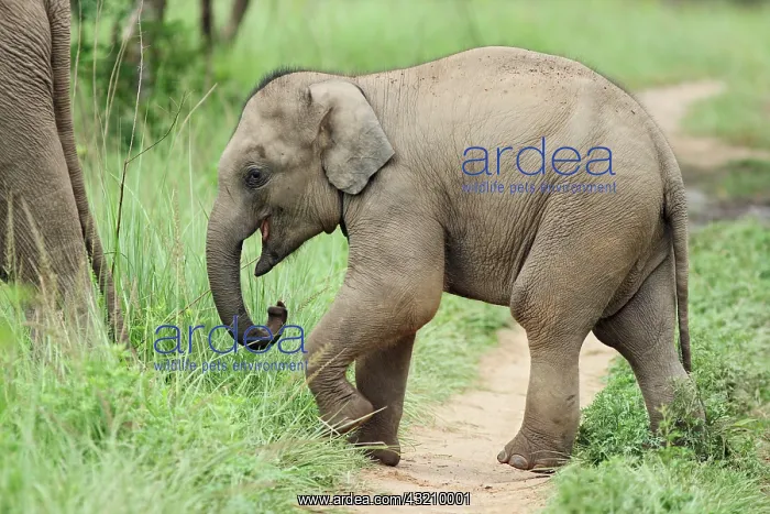 : Baby Elephant following the mother, Corbett : Baby Elephant following the mother, Corbett