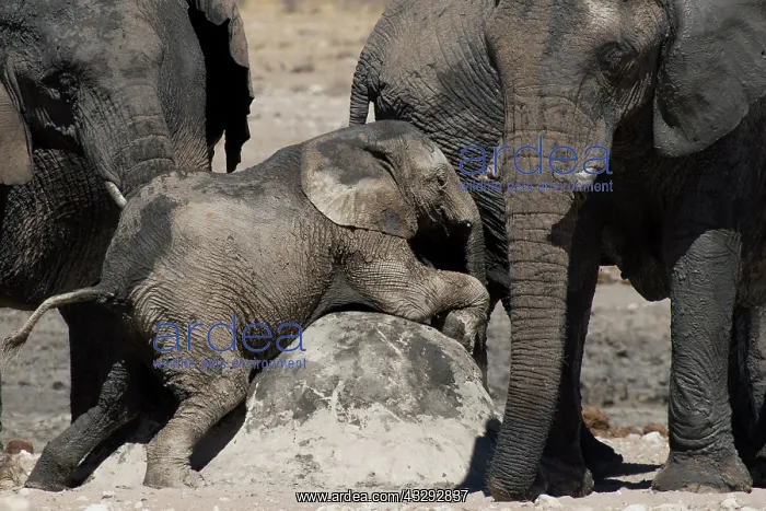 : Baby elephant playing in Etosha natural park Namibia : Baby elephant playing in Etosha natural park Namibia