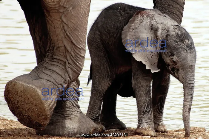 : Baby Elephants in Etosha N.P. Namibia like to play by their : Baby Elephants in Etosha N.P. Namibia like to play by their