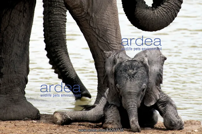 : Baby Elephants in Etosha N.P. Namibia like to play by their : Baby Elephants in Etosha N.P. Namibia like to play by their