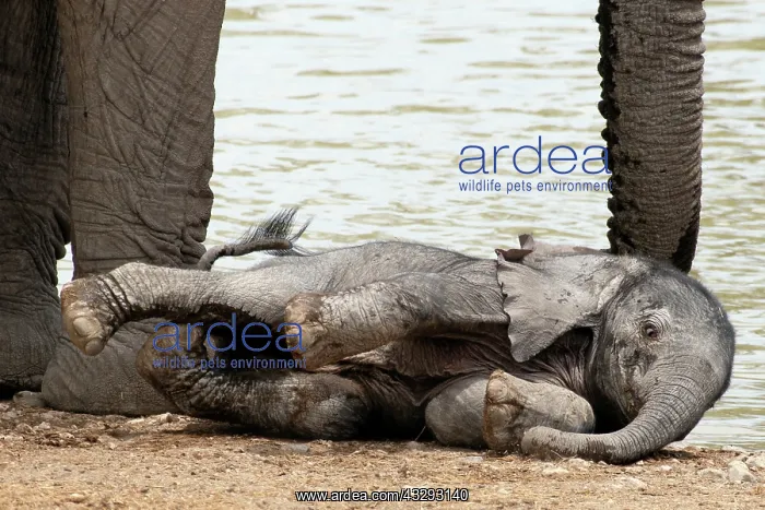 : Baby Elephants in Etosha N.P. Namibia like to play by their : Baby Elephants in Etosha N.P. Namibia like to play by their