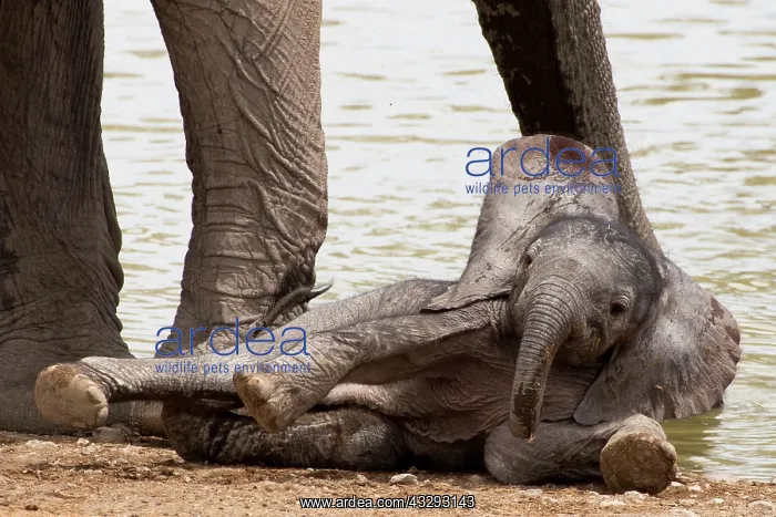 : Baby Elephants in Etosha N.P. Namibia like to play by their : Baby Elephants in Etosha N.P. Namibia like to play by their